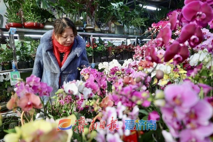 “双节”气氛组上线，济南年宵花市场持续升温